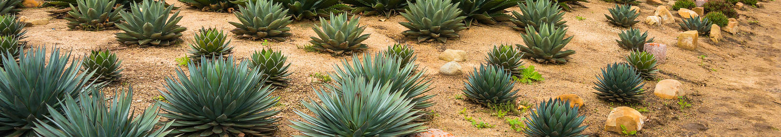 Landscape Design for Commercial Properties, Bay Area, CA