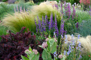 Drought Tolerant Plants and Landscape, Save Water. Bay Area, CA