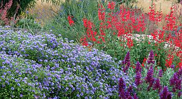 drought-tolerant-plants-silicon-valley