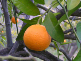 Fruit Tree and Lawn Arbor Care, Commercial Landscape at Petalon, CA