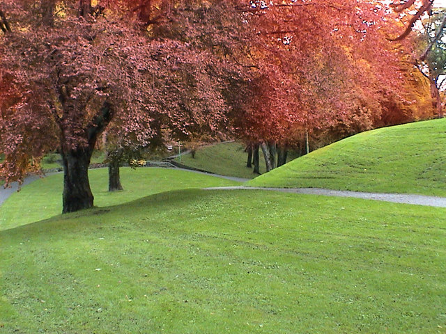 tree maintenance