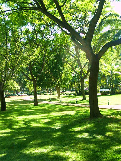 Commercial Tree Care Services Bay Area