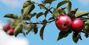 Fruit Tree Maintenance, Bay Area, Arborist, CA